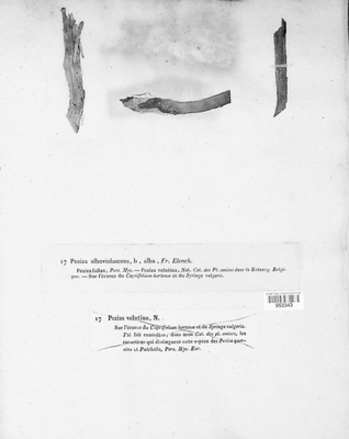 Lachnella alboviolascens image